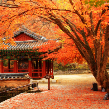 TOUR VIP MÙA THU: SEOUL - GANGWONDO - NAMI