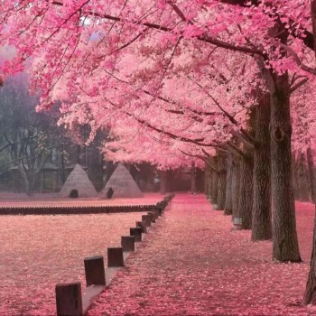 TOUR VIP: SEOUL - NAMI MÙA HOA ANH ĐÀO
