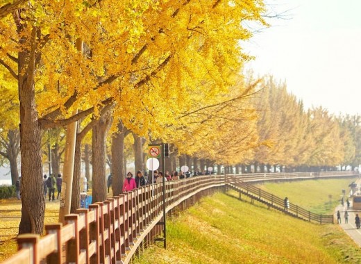 TOUR VIP MÙA THU: SEOUL - GANGWONDO - NAMI