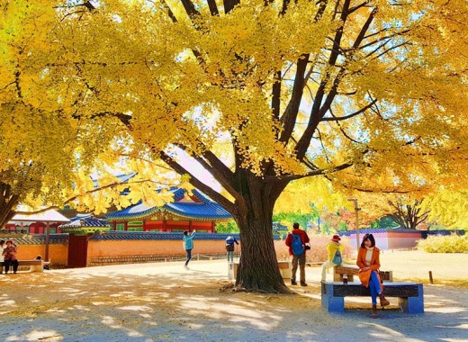TOUR VIP MÙA THU: SEOUL - GANGWONDO - NAMI