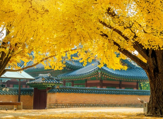 TOUR VIP MÙA THU: SEOUL - GANGWONDO - NAMI