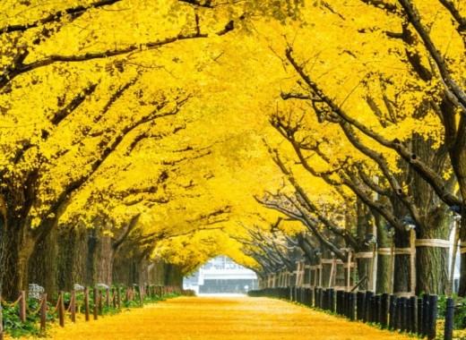 TOUR VIP MÙA THU: SEOUL - GANGWONDO - NAMI