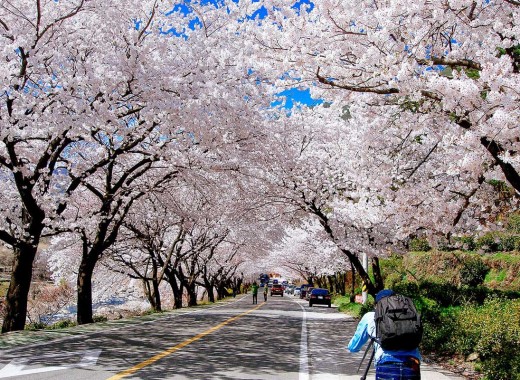 TOUR VIP: SEOUL - NAMI MÙA HOA ANH ĐÀO