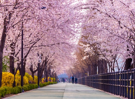 TOUR VIP: SEOUL - NAMI MÙA HOA ANH ĐÀO