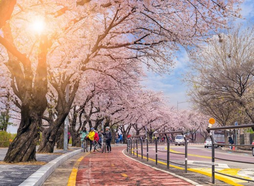TOUR VIP: SEOUL - NAMI MÙA HOA ANH ĐÀO