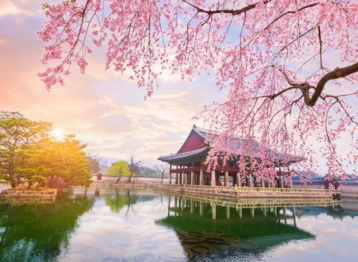 TOUR VIP: SEOUL - NAMI MÙA HOA ANH ĐÀO