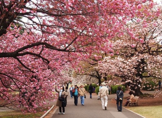 TOUR VIP: SEOUL - NAMI MÙA HOA ANH ĐÀO
