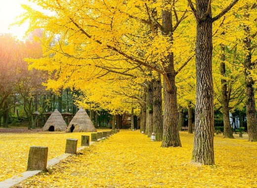 TOUR VIP MÙA THU: SEOUL - GANGWONDO - NAMI