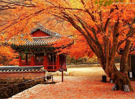 TOUR VIP: SEOUL CITY TOUR MÙA HÈ