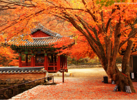 TOUR VIP MÙA THU: SEOUL - GANGWONDO - NAMI