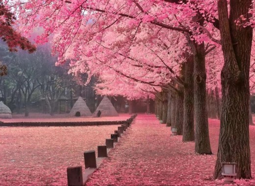TOUR VIP: SEOUL - NAMI MÙA HOA ANH ĐÀO